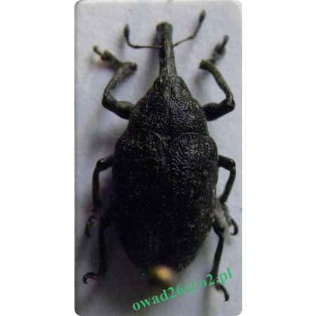 Larinus sturnus (Schaller, 1783) Opylak długonosy